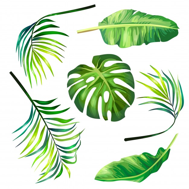 Set Of Botanical Vector Illustrations