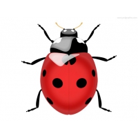 Ladybug Icon (PSD)