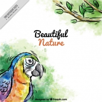 Hand Drawn Watercolor Parrot Background 