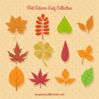 Selection Of Autumn Leaves 